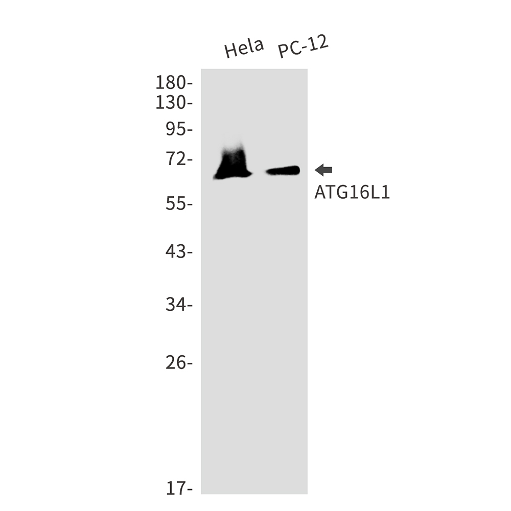 Rabbit monoclonal antibody