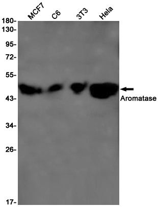 Rabbit monoclonal antibody