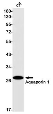 Rabbit monoclonal antibody