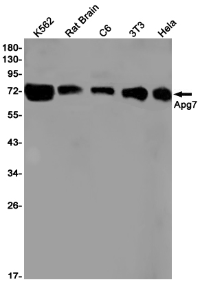 Rabbit monoclonal antibody