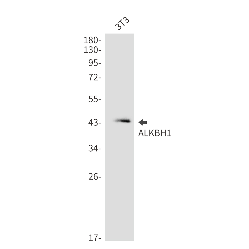 Rabbit monoclonal antibody