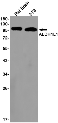 Rabbit monoclonal antibody