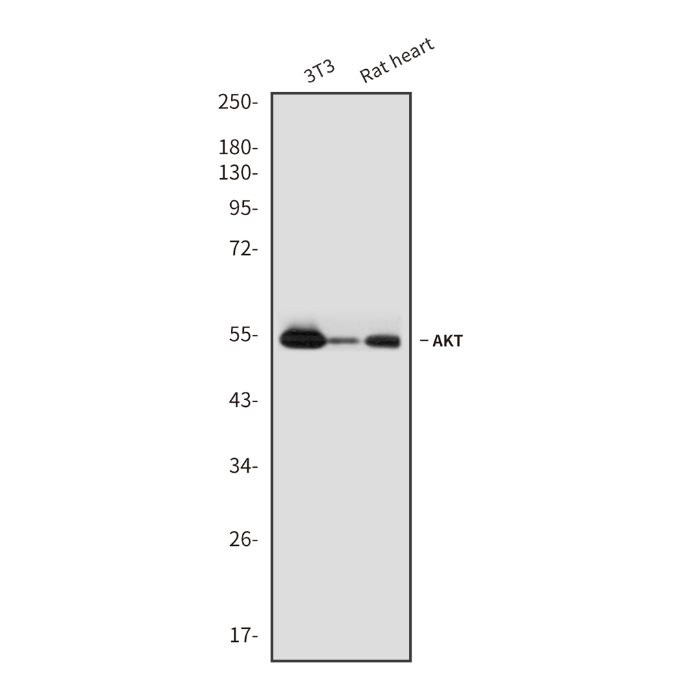 Rabbit monoclonal antibody