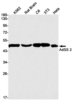Rabbit monoclonal antibody