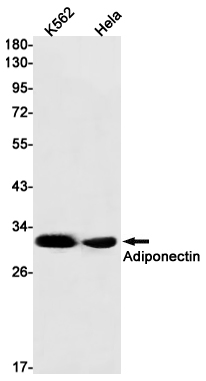 Rabbit monoclonal antibody