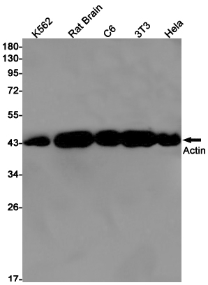 Rabbit monoclonal antibody
