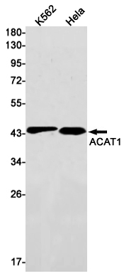 Rabbit monoclonal antibody