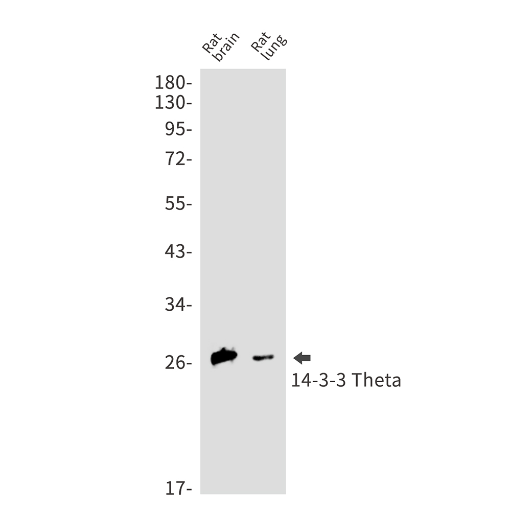 Rabbit monoclonal antibody