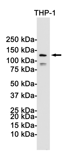 Rabbit monoclonal antibody