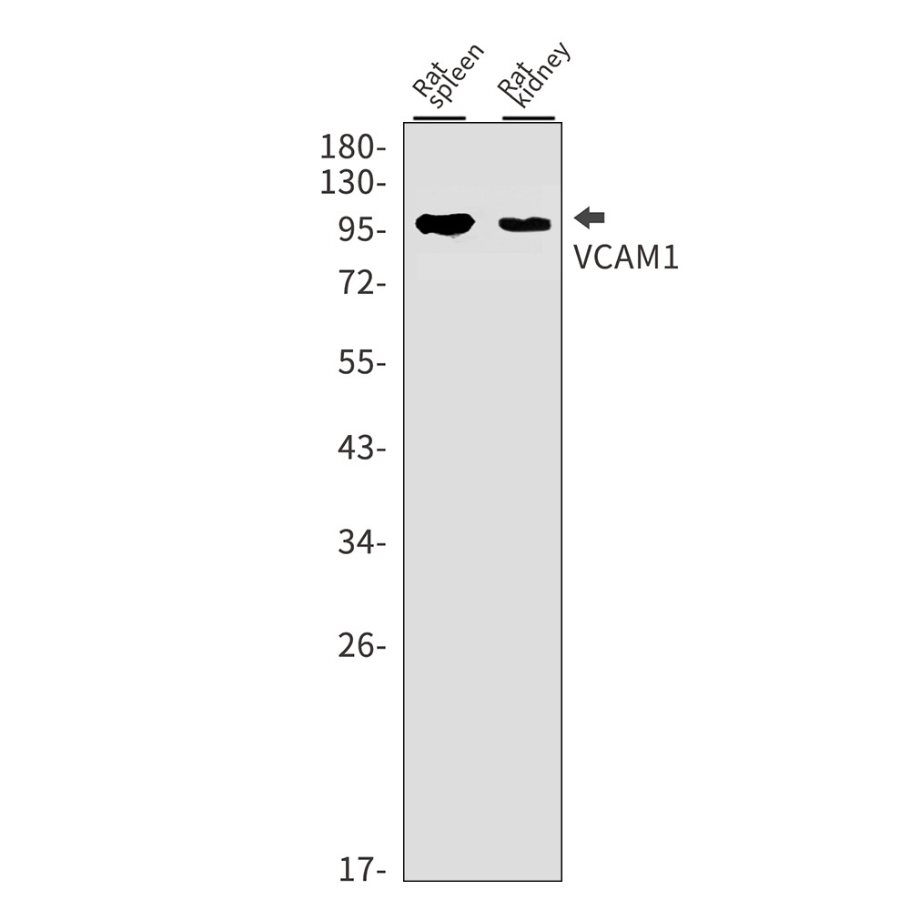 Rabbit monoclonal antibody