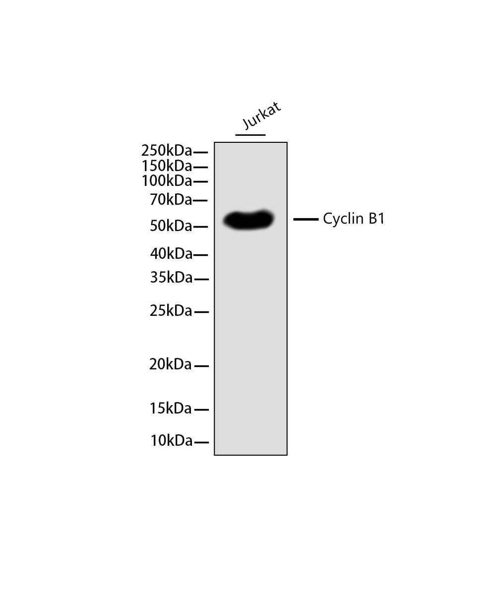 Rabbit monoclonal antibody