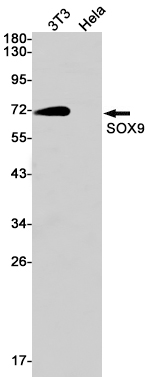 Rabbit monoclonal antibody