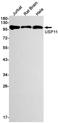 Rabbit monoclonal antibody