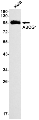 Rabbit monoclonal antibody
