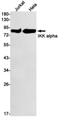 Rabbit monoclonal antibody