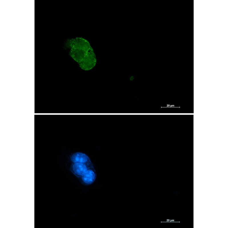 Rabbit monoclonal antibody