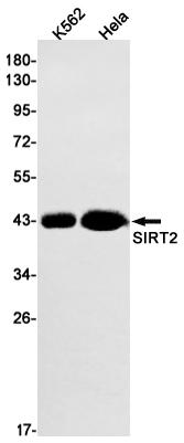 Rabbit monoclonal antibody