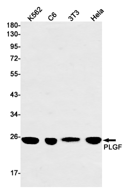 Rabbit monoclonal antibody