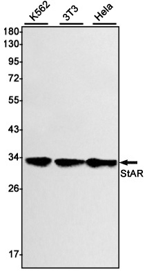 Rabbit monoclonal antibody