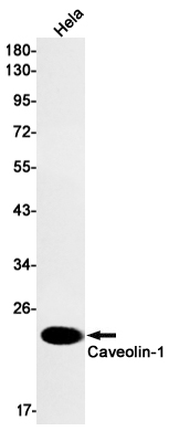Rabbit monoclonal antibody