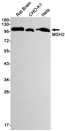 Rabbit monoclonal antibody