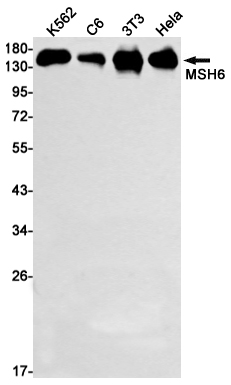 Rabbit monoclonal antibody