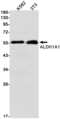 Rabbit monoclonal antibody