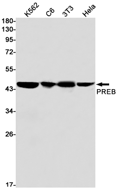 Rabbit monoclonal antibody