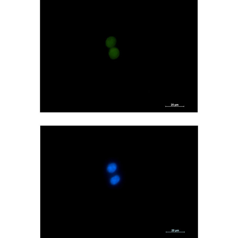Rabbit monoclonal antibody