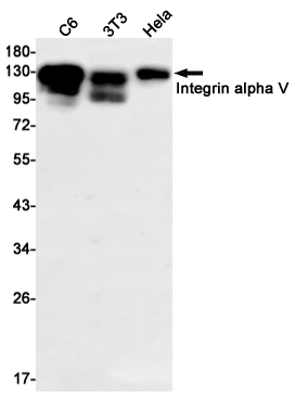 Rabbit monoclonal antibody