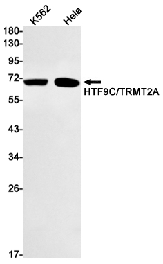 Rabbit monoclonal antibody