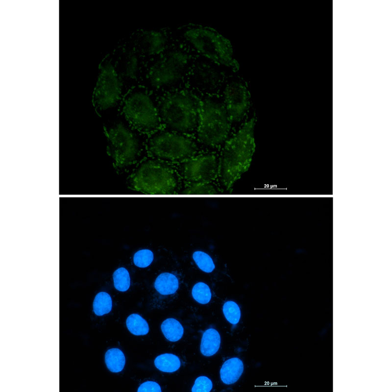 Rabbit monoclonal antibody