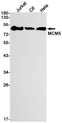 Rabbit monoclonal antibody