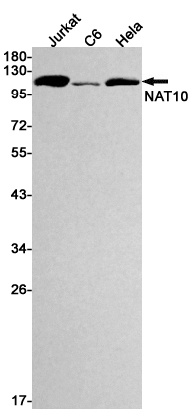Rabbit monoclonal antibody