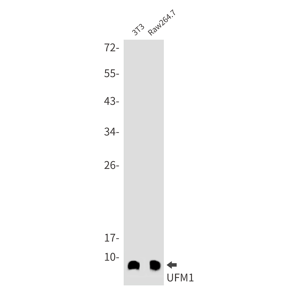 Rabbit monoclonal antibody