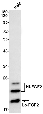 Rabbit monoclonal antibody