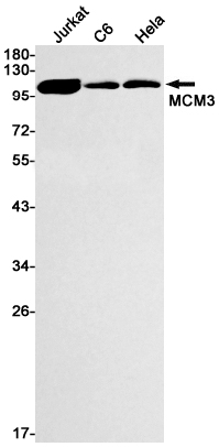 Rabbit monoclonal antibody