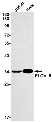 Rabbit monoclonal antibody