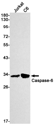 Rabbit monoclonal antibody