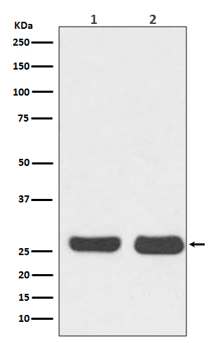 Rabbit monoclonal antibody