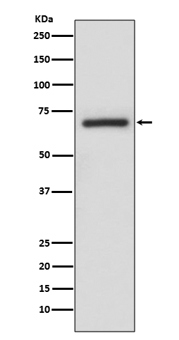Rabbit monoclonal antibody