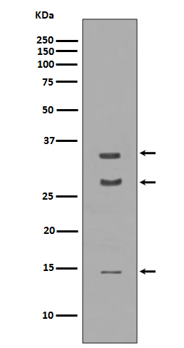 Rabbit monoclonal antibody
