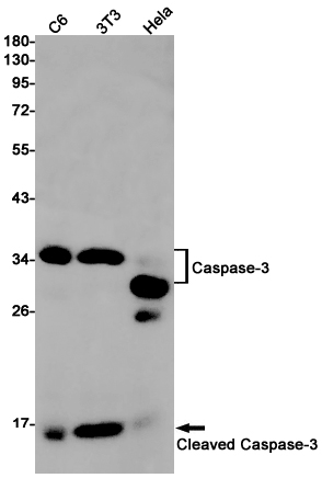 Rabbit monoclonal antibody