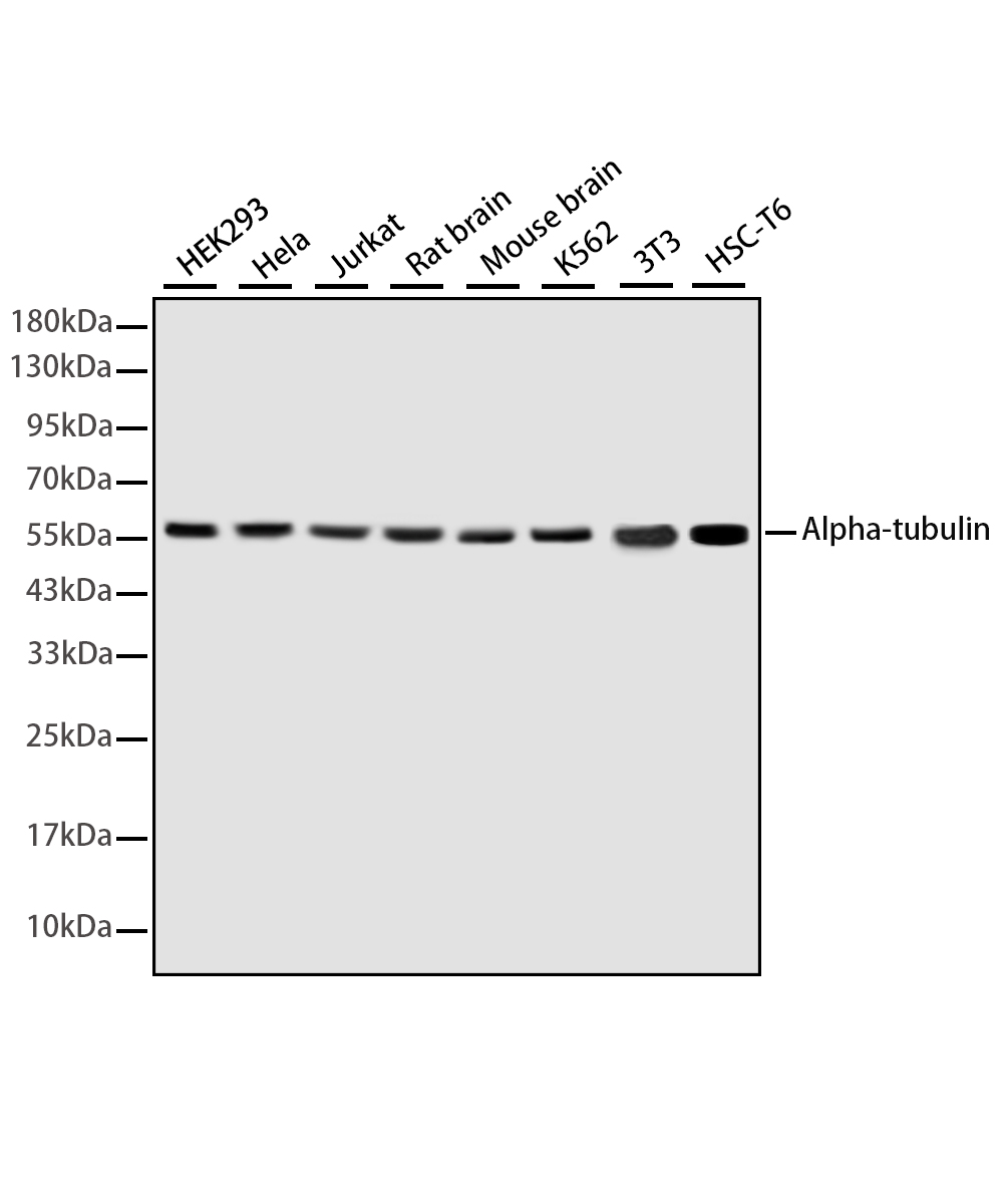 Rabbit monoclonal antibody